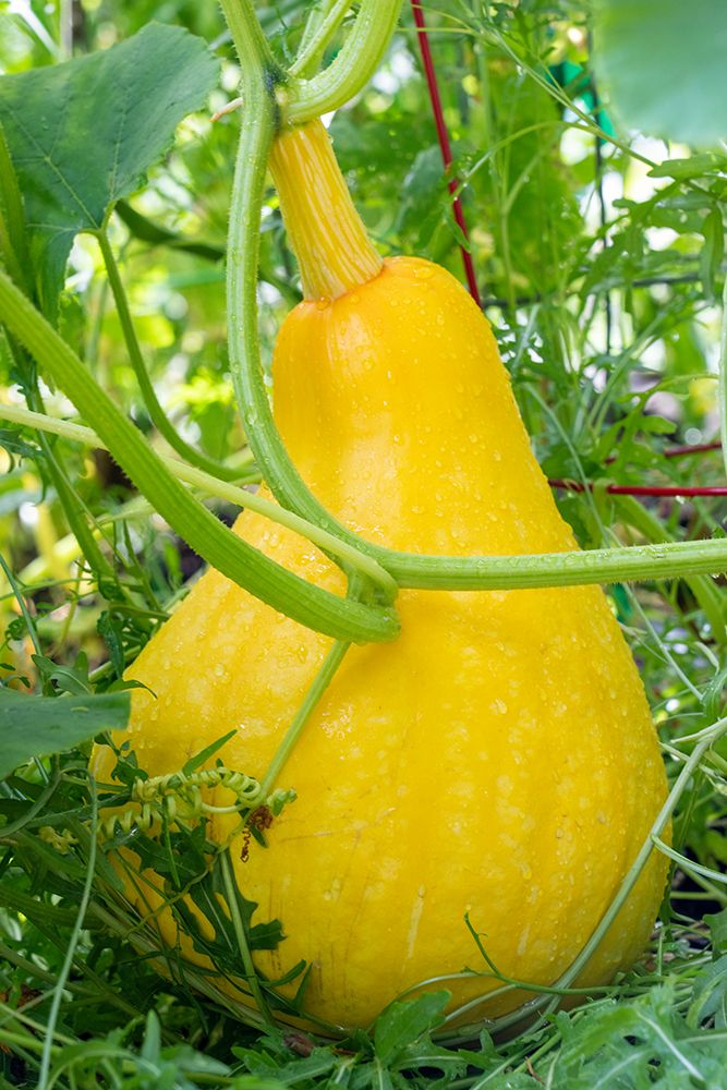 Issaquah- Washington State- USA. Yellow summer squash- grown to a very large size.